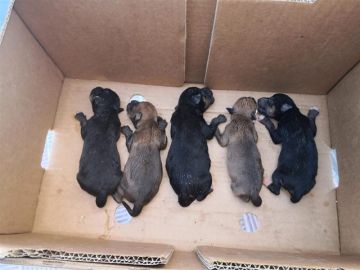 Cachorros encontrados en un contenedor de basura de Alcalá de Guadaíra Cachorros encontrados en un contenedor de basura de Alcalá de Guadaíra