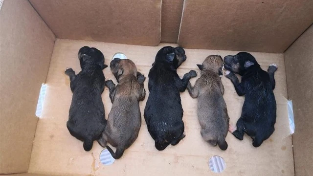 Cachorros encontrados en un contenedor de basura de Alcalá de Guadaíra