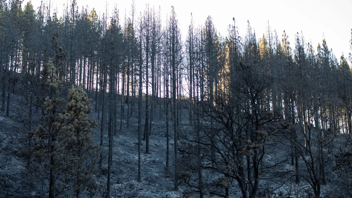 Zonas afectadas por el fuego del incendio forestal en el Barranco Los Pajaritos Zonas afectadas por el fuego del incendio forestal en el Barranco Los Pajaritos