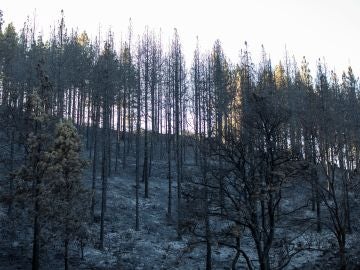 Zonas afectadas por el fuego del incendio forestal en el Barranco Los Pajaritos Zonas afectadas por el fuego del incendio forestal en el Barranco Los Pajaritos