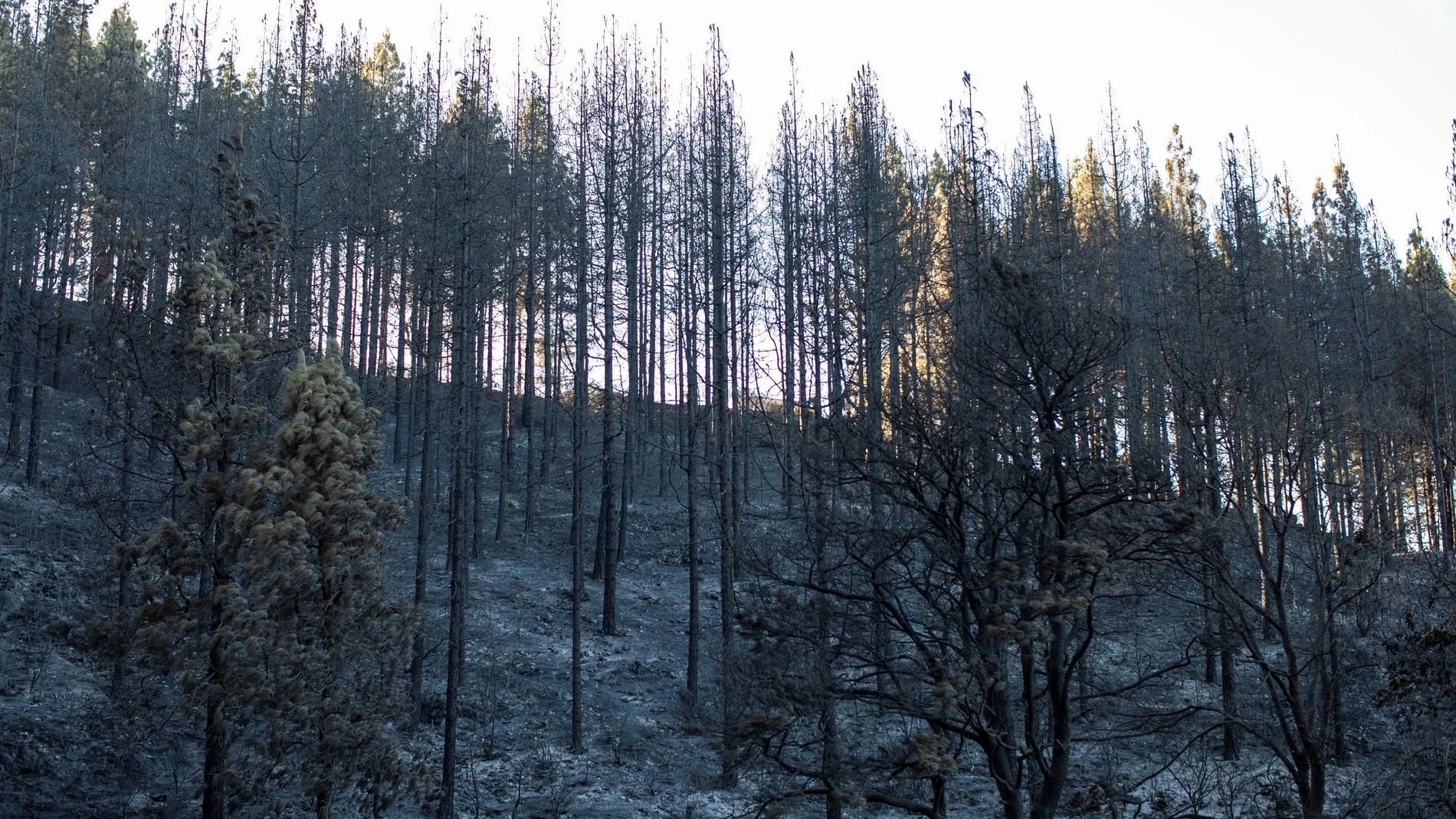 Zonas afectadas por el fuego del incendio forestal en el Barranco Los Pajaritos