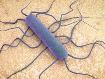 La bacteria de la listeria vista a microscopio La bacteria de la listeria vista a microscopio