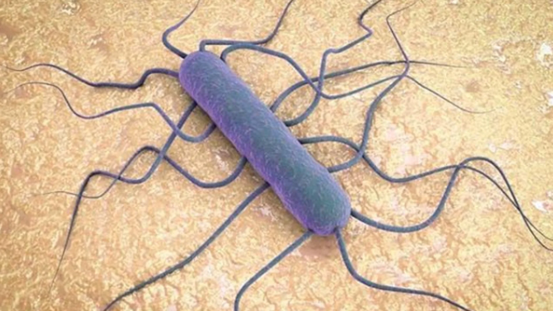 La bacteria de la listeria vista a microscopio 