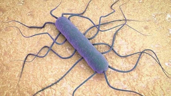 La bacteria de la listeria vista a microscopio 