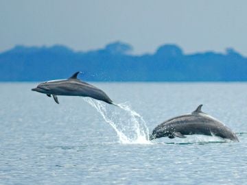 Delfines