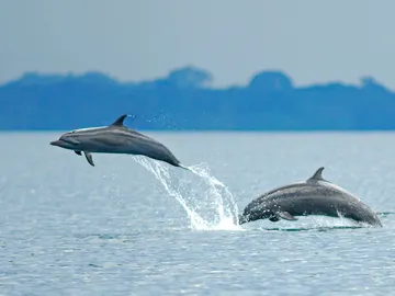 Delfines Delfines