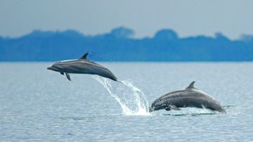 Delfines