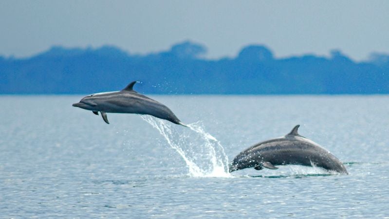 Los animales marinos más impresionantes de las aguas españolas