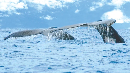 Colas de ballenas Colas de ballenas