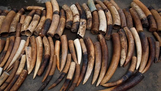 Imagen de marfil de elefante incautado de traficantes de este material Imagen de marfil de elefante incautado de traficantes de este material