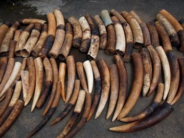Imagen de marfil de elefante incautado de traficantes de este material Imagen de marfil de elefante incautado de traficantes de este material