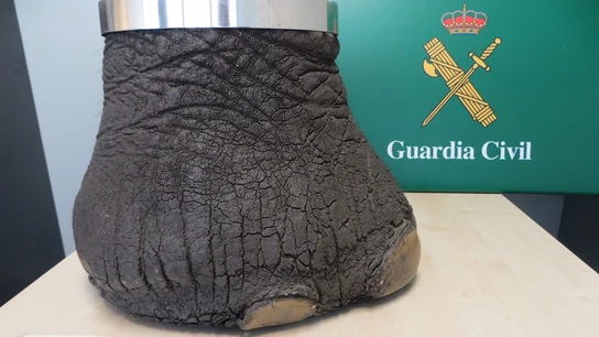 Imagen de la pata de elefante intervenida  Imagen de la pata de elefante intervenida