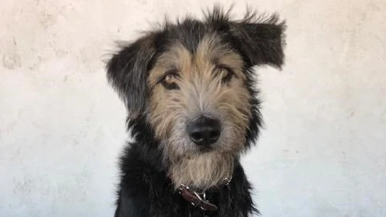 Monte, el perro que dará vida al nuevo Golfo en 'La dama y el vagabundo' Monte, el perro que dará vida al nuevo Golfo