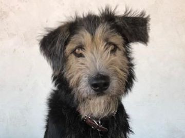Monte, el perro que dará vida al nuevo Golfo en 'La dama y el vagabundo' Monte, el perro que dará vida al nuevo Golfo en 'La dama y el vagabundo'