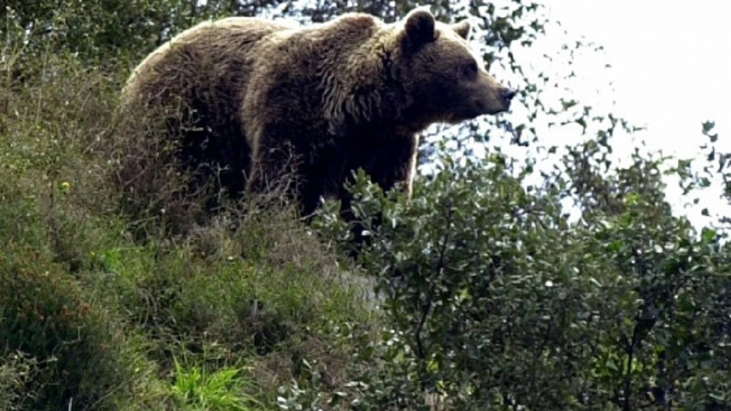 Imagen de archivo de un oso Imagen de archivo de un oso