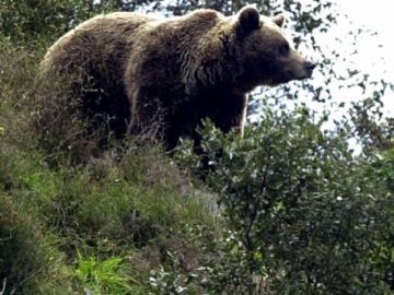 Imagen de archivo de un oso Imagen de archivo de un oso