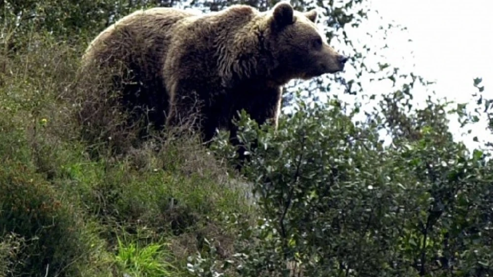 Imagen de archivo de un oso