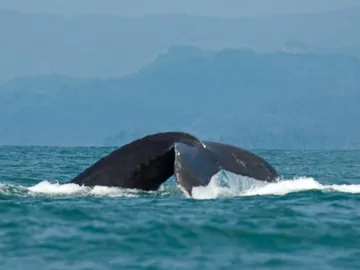 Ballena jorobada Ballena jorobada
