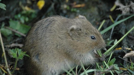 Imagen de un topillo Imagen de un topillo