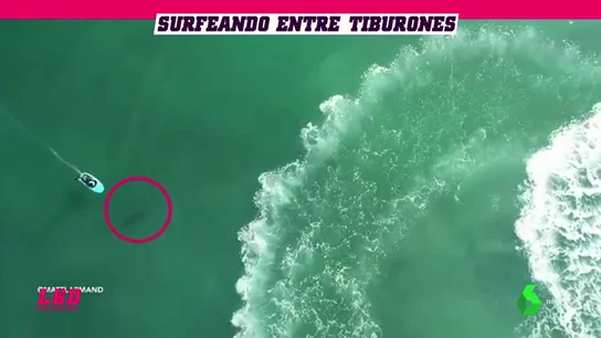 Sobrecogedor: Surfea sin saberlo sobre tiburones blancos... ¡y se cae al agua! Sobrecogedor: Surfea sin saberlo sobre tiburones blancos... ¡y se cae al agua!