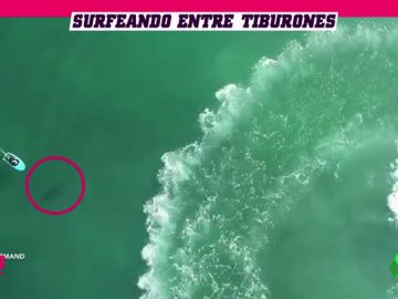 Sobrecogedor: Surfea sin saberlo sobre tiburones blancos... ¡y se cae al agua!