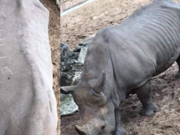 Rinoceronte agredido en el zoológico de La Palmyre, Francia Rinoceronte agredido en el zoológico de La Palmyre, Francia