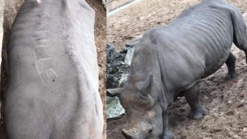 Rinoceronte agredido en el zoológico de La Palmyre, Francia