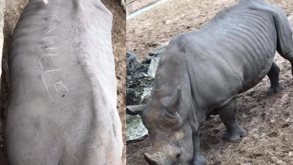 Rinoceronte agredido en el zoológico de La Palmyre, Francia.