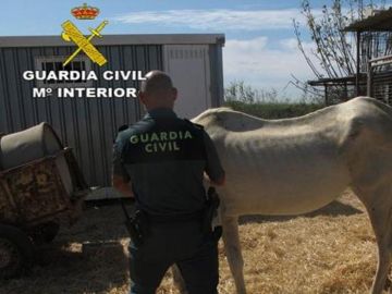 Imagen de uno de los caballos hallados desnutridos y abandonados en Sevilla Imagen de uno de los caballos hallados desnutridos y abandonados en Sevilla