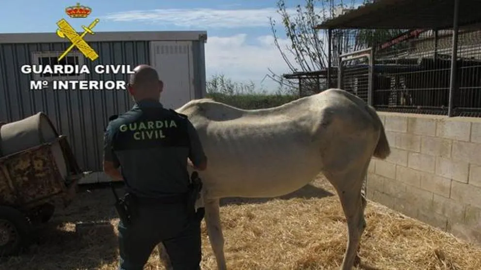 Imagen de uno de los caballos hallados desnutridos y abandonados en Sevilla