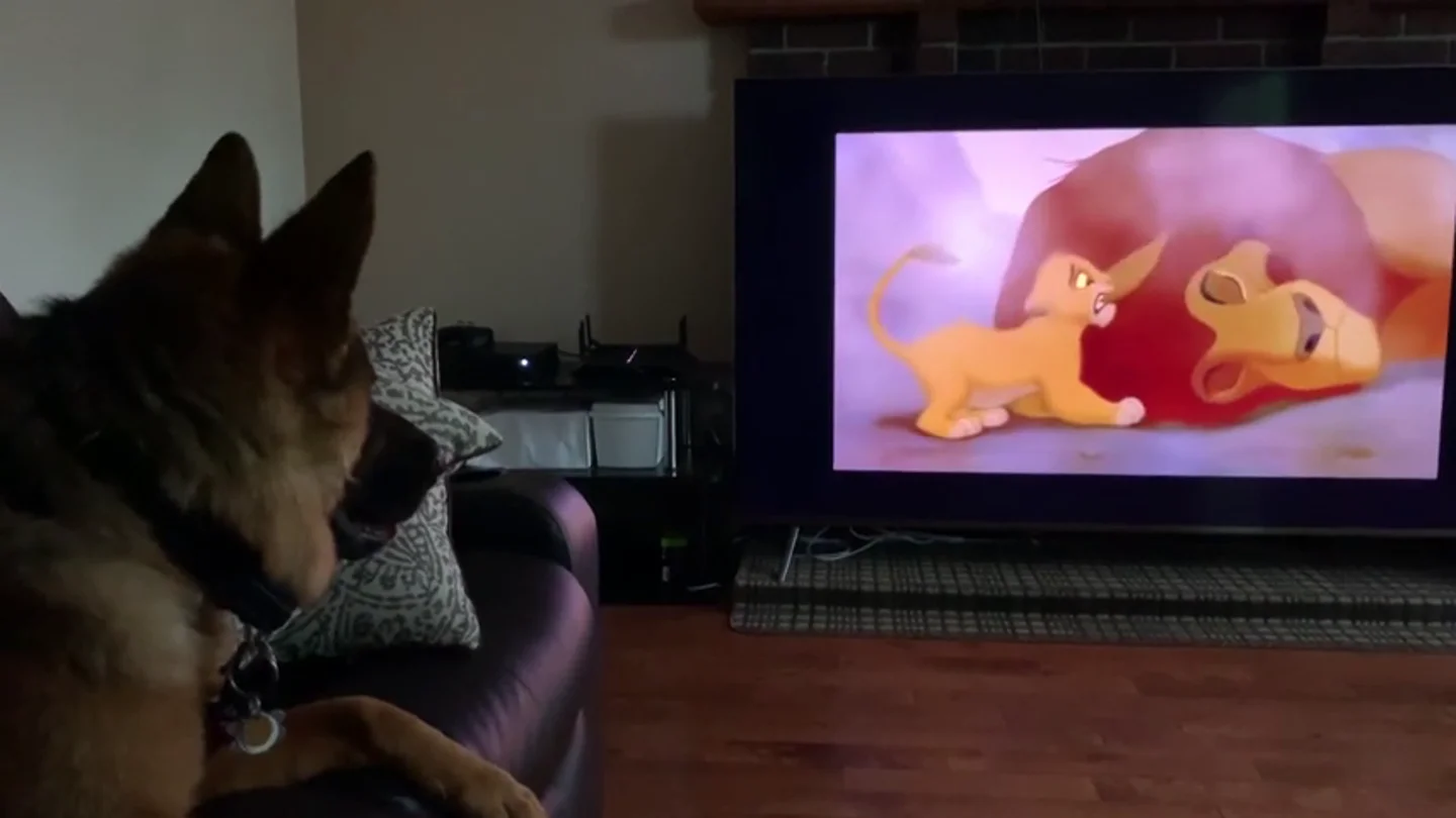 El pastor alemán Falco reaccionando a la muerte de Mufasa en 'El Rey León' El pastor alemán Falco reaccionando a la muerte de Mufasa en 'El Rey León'.