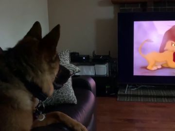 El pastor alemán Falco reaccionando a la muerte de Mufasa en 'El Rey León' El pastor alemán Falco reaccionando a la muerte de Mufasa en 'El Rey León'