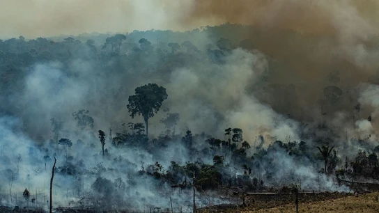El humo cubre la Amazonia El humo cubre la Amazonia.
