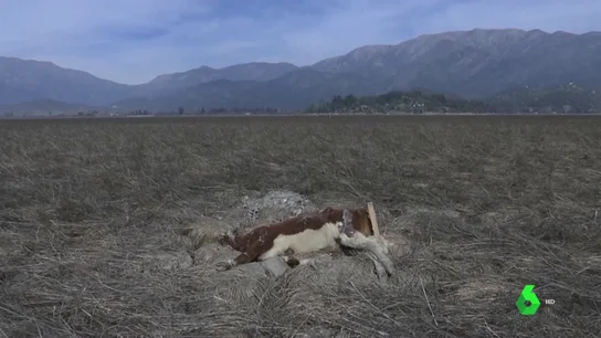 Chile atraviesa su peor sequía en décadas y el Gobierno declara la emergencia agrícola Chile atraviesa su peor sequía en décadas y el Gobierno declara la emergencia agrícola