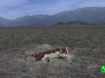 Chile atraviesa su peor sequía en décadas y el Gobierno declara la emergencia agrícola Chile atraviesa su peor sequía en décadas y el Gobierno declara la emergencia agrícola