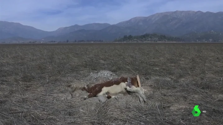 Chile atraviesa su peor sequía en décadas y el Gobierno declara la emergencia agrícola