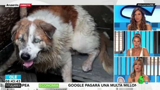 perro ciego perro ciego
