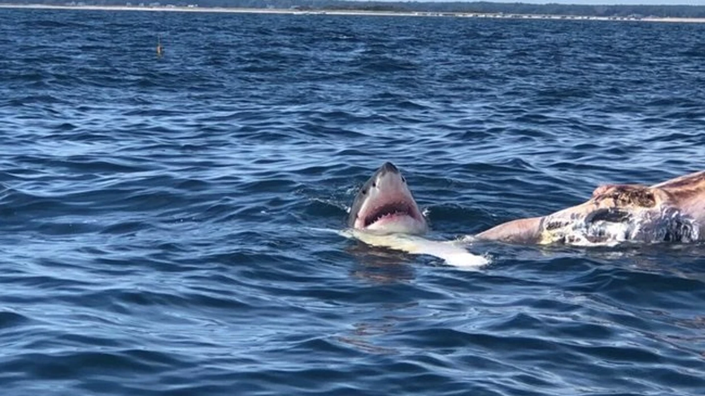 Un tiburón, junto al cadáver de una ballena Un tiburón, junto al cadáver de una ballena