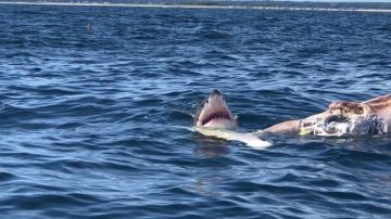 Un tiburón, junto al cadáver de una ballena