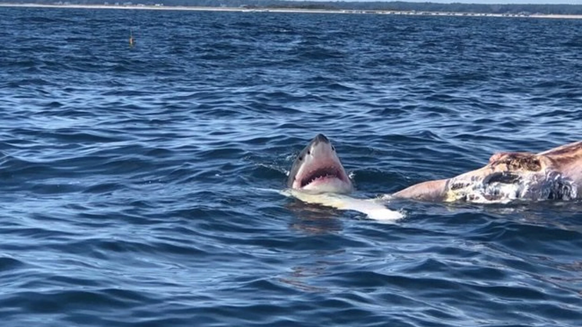 Un tiburón, junto al cadáver de una ballena