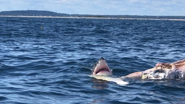 Un tiburón, junto al cadáver de una ballena