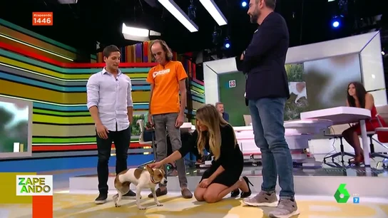 Gotzon Mantuliz se estrena en Zapeando con Esperanza, una perrita abandonada y sin una pata que por fin tiene un hogar Gotzon Mantuliz se estrena en Zapeando con Esperanza, una perrita abandonada y sin una pata que por fin tiene un hogar