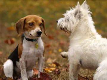 Elecciones generales 2019: Los cerebros de perros de diferentes razas son distintos Elecciones generales 2019: Los cerebros de perros de diferentes razas son distintos