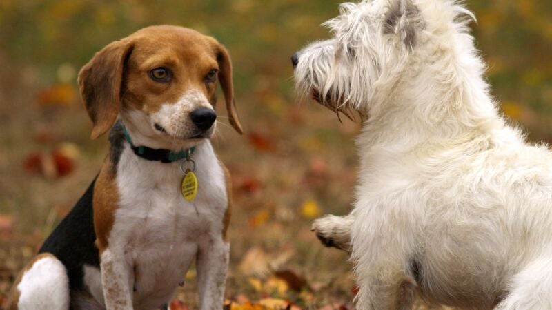 Así ha moldeado el hombre el cerebro de los perros durante siglos
