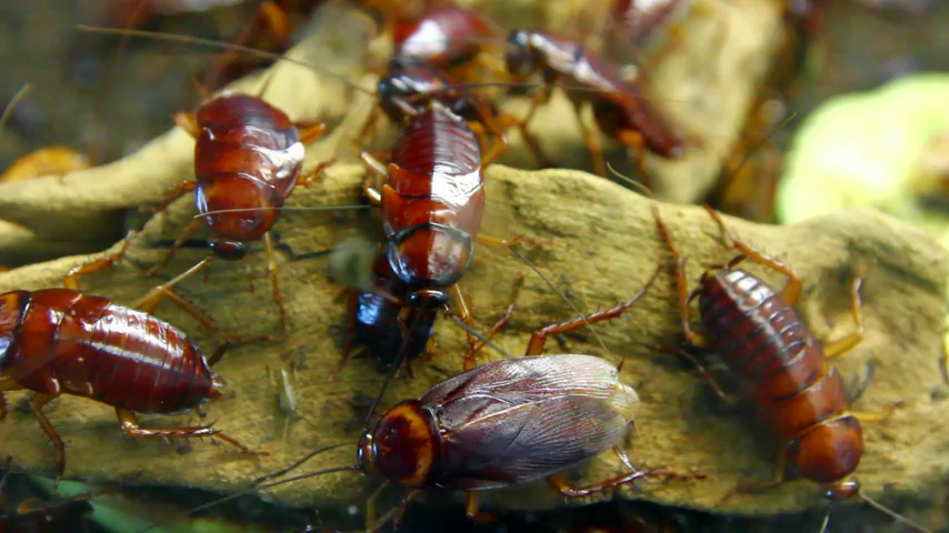 La razón por la que cada vez es más difícil matar a las cucarachas