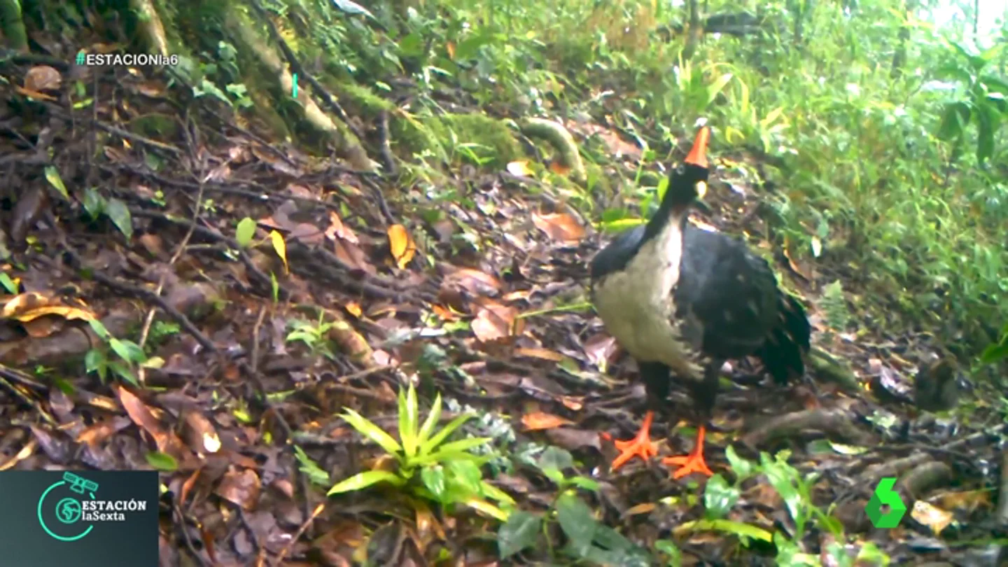 Graban a un 'unicornio de los bosques', una especie en peligro de extinción Graban a un 'unicornio de los bosques', una especie en peligro de extinción