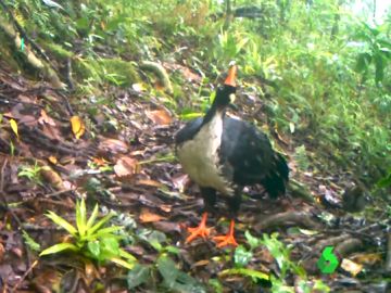 Graban a un 'unicornio de los bosques', una especie en peligro de extinción Graban a un 'unicornio de los bosques', una especie en peligro de extinción