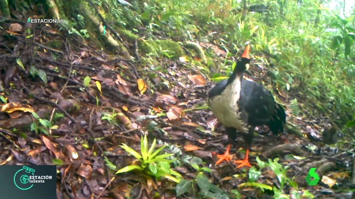 Graban a un 'unicornio de los bosques', una especie en peligro de extinción