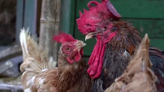 Un juez francés desestima la denuncia contra un gallo por cantar por las mañanas Un juez francés desestima la denuncia contra un gallo por cantar por las mañanas
