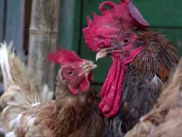 Un juez francés desestima la denuncia contra un gallo por cantar por las mañanas Un juez francés desestima la denuncia contra un gallo por cantar por las mañanas